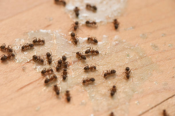 Best Insect Control  in Olmsted Falls, OH